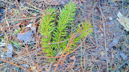 Green spruce branches in the spring pine forest
