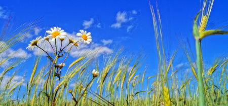 Camomile in a fieldの写真素材