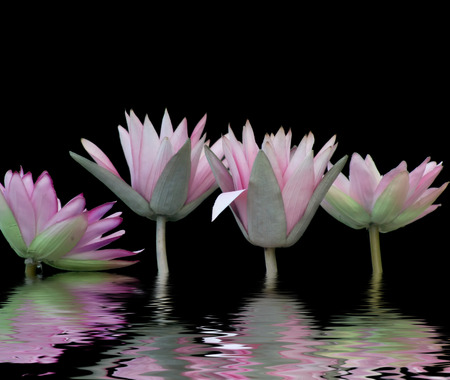 water-liliesの写真素材