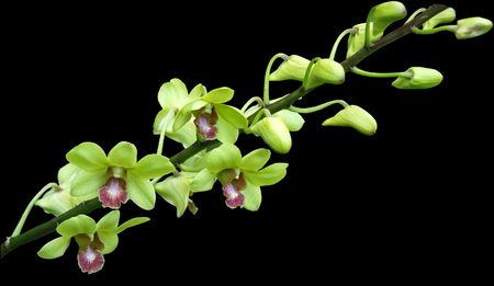 green orchidの写真素材