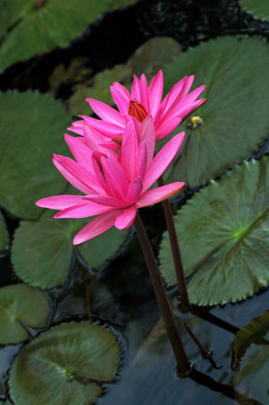  waterliliesの写真素材