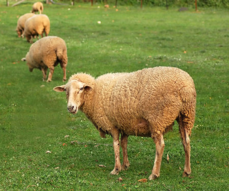 a curious sheep turning around to lookの写真素材