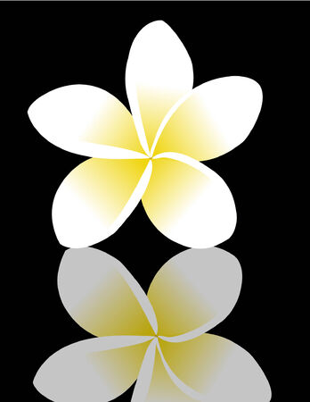 frangipani (plumeria), reflected on a black surfaceのイラスト素材