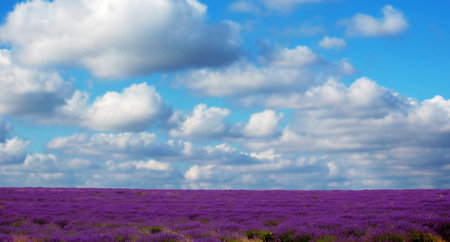 a field of lavender with sky in backgroundの写真素材