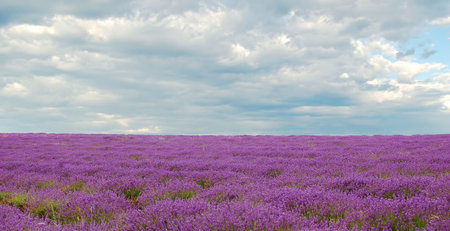 lavenders in a field with cloudy sky in the backgroundの写真素材