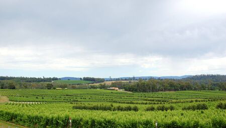 view of a vineyard on a overcast dayの写真素材