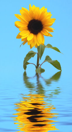 a sunfower with its reflection in waterの写真素材