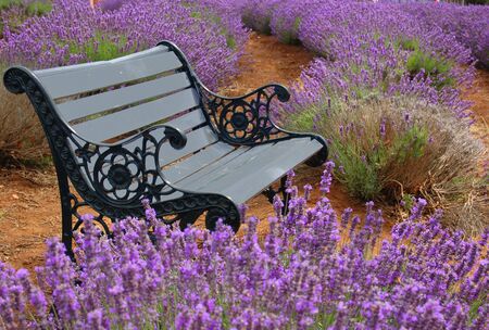   a bench in a lavender field                                  の写真素材