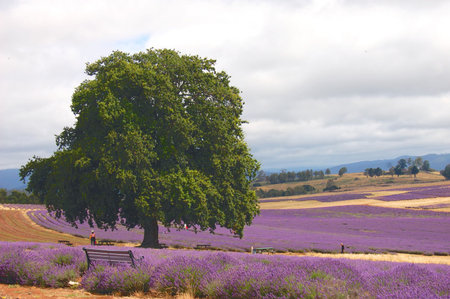 single tree in a lavender fieldの写真素材