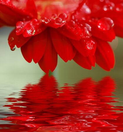 rain drops on the petals of a gerber daisy with reflectionの写真素材