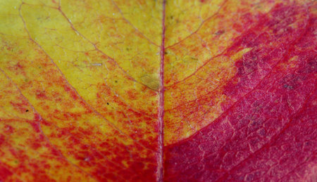     close up of a colorful autumn leaf                               