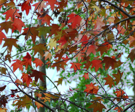 brightly colored autumn leaves on a tree