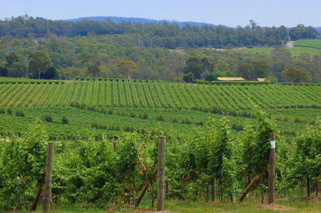   lush green vines in a vineyard                                  の写真素材