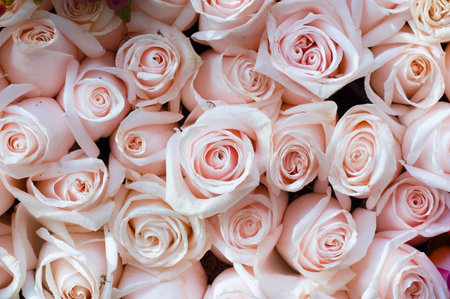 pink rosesの写真素材