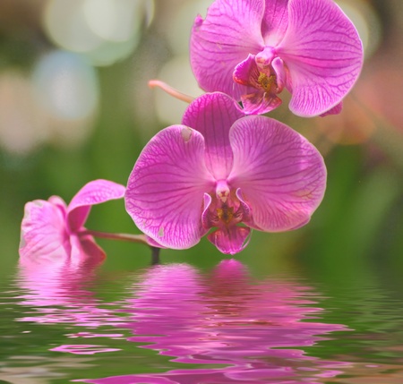 Beautiful orchid flowers reflected in waterの写真素材