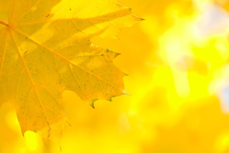 Yellow leaves shined by a sunlightの写真素材