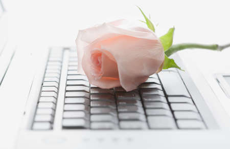 Laptop and Rose in white backgroundの写真素材