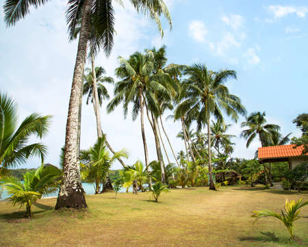 An image of nice palm trees in the blue sunny skyの写真素材