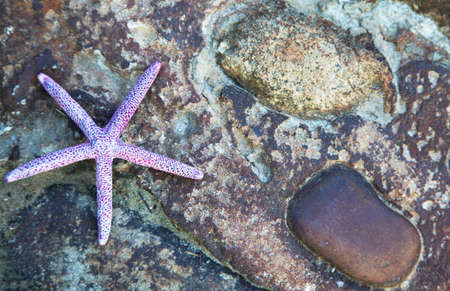 Background of sea star and stonesの写真素材