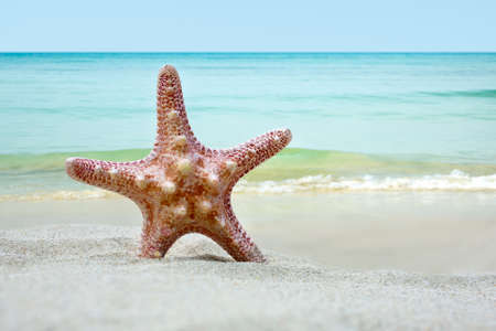 Starfish on the tropical beachの写真素材