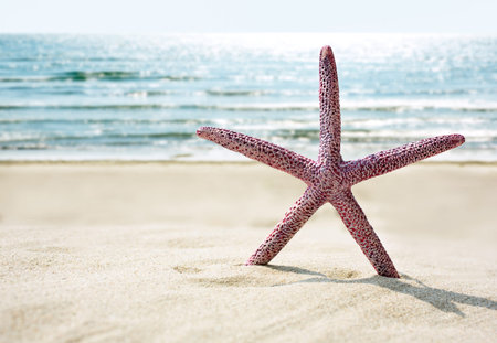Starfish on the tropical beachの写真素材