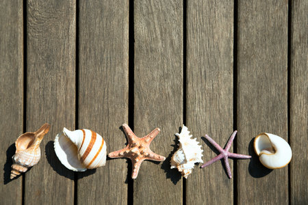 Background of sea shells and old wood
