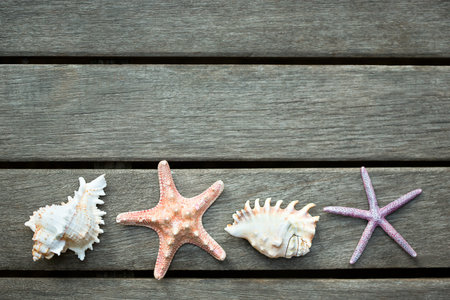 Background of sea shells and old wood