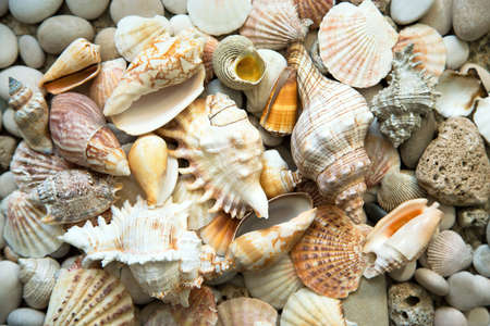 sea shellsの写真素材