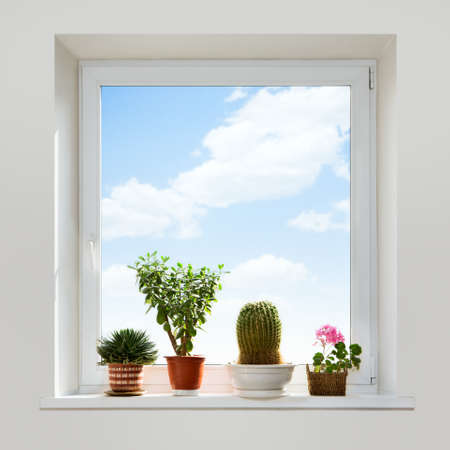 House plants on the windowsill. Spring.の写真素材