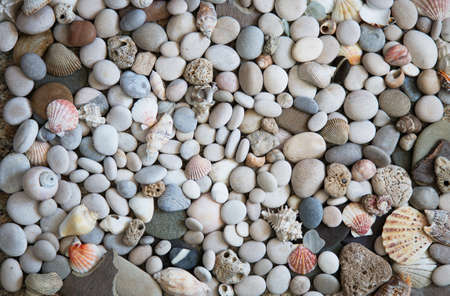 Background of the beautiful exotic shell and stonesの写真素材