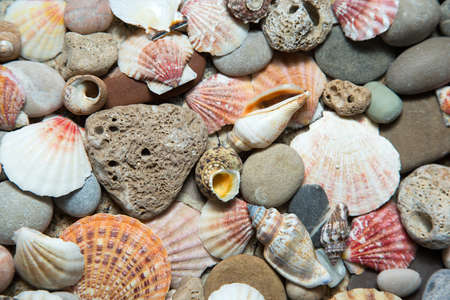 Beautiful background of sea shellsの写真素材