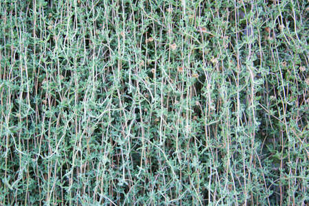 Background of the green leafの写真素材