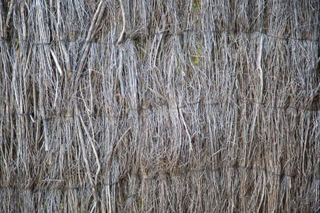 Background of old dry reedsの写真素材