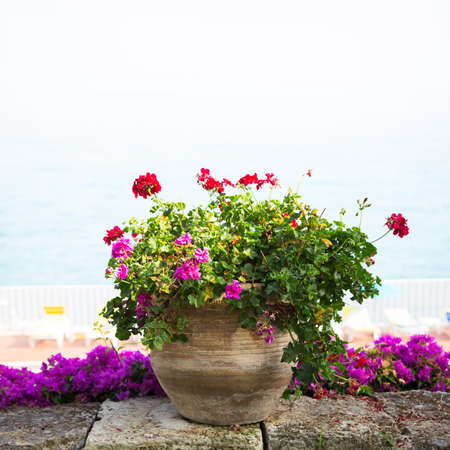 Background of the flowers in a potの写真素材