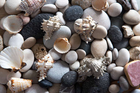 Beautiful background of sea shells and starfishの写真素材