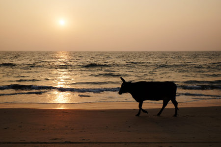 Silhouette of a cow on a sea beach. Indiaの写真素材