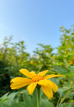 Wild Sunflower or Tithonia diversifolia yellow flowers on blue sky background in fieldsの写真素材