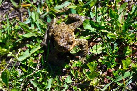 Frog on the grass