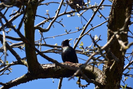 Starling on branchesの写真素材