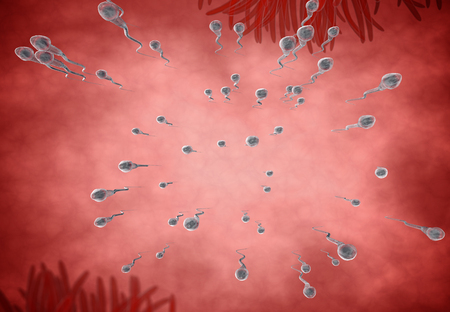 sperm. Spermatozoons, floating to ovule. egg cell - 3d renderの写真素材