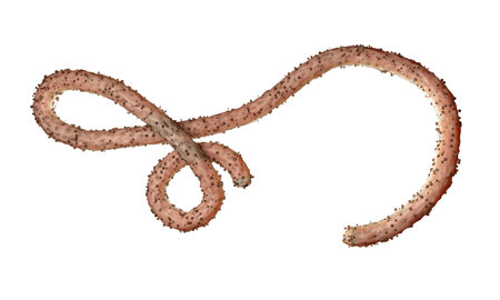 Ebola virus, bacteria, virus , epidemic. Realistic 3d render virus Ebola with blood cell inside...