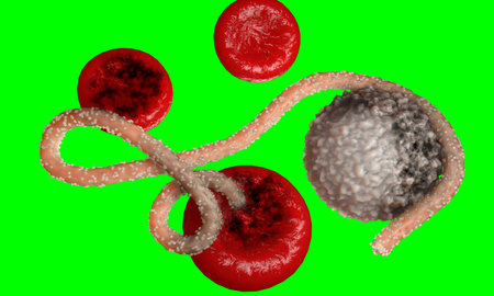 Ebola virus, bacteria, virus , epidemic. Realistic 3d render virus Ebola with blood cell inside...