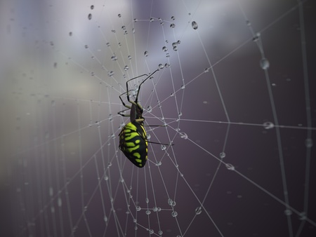 Spider on spider web after rain.の写真素材