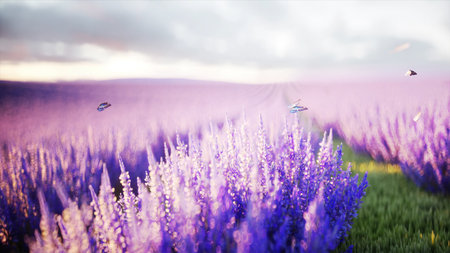 butterflies in lavender field. concept of nature. 3d rendering.の写真素材