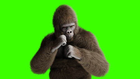Funny brown gorilla fighting. Super realistic fur and hair. Green screen. 3d rendering.の写真素材