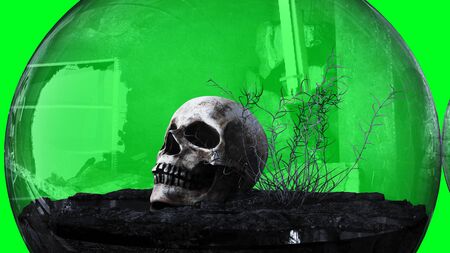 human skull in glass sphere. Isolate. 3d renderingの写真素材