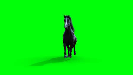 Runing black horse. Green screen isolate. 3d rendering.の写真素材