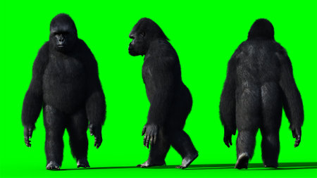 Funny gorilla. Realistic fur. Green screen. 3d rendering.の写真素材
