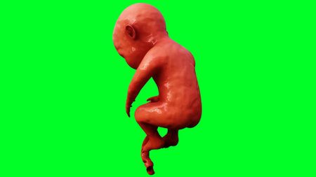 unborn baby fetus in amniotic sac. Realistic green screen. 3d rendering.の写真素材