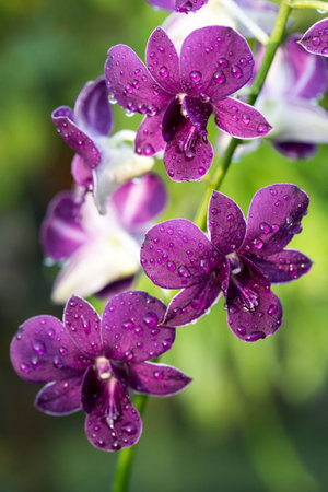 Violet orchid in natureの写真素材